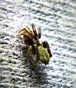 Heser schmitzi - photo 2