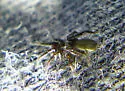Heser schmitzi - photo 3