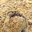 Heser schmitzi - photo 4