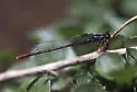 Painted Damsel