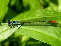 Painted Damsel - photo 2