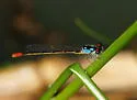 Painted Damsel - photo 3