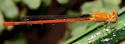 Painted Damsel - photo 4