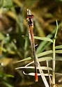 Painted Damsel - photo 5