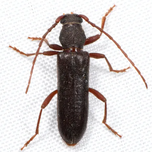 Hesperanoplium antennatum - photo 2