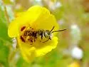 Hesperapis fuchsi