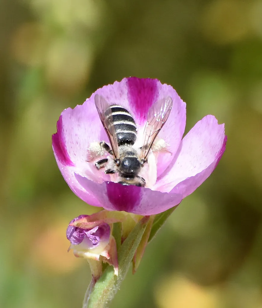 Hesperapis regularis - photo 3