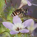 Hesperapis rufipes - photo 2