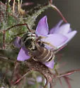 Hesperapis rufipes - photo 3