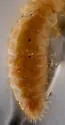 Hesperentomon macswaini - photo 2