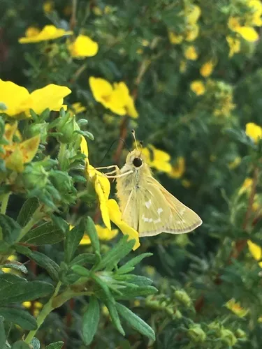 Plains Branded Skipper - Hodges#4020.1