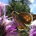 Western Branded Skipper - Hodges#4020.2
