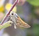 Western Branded Skipper - Hodges#4020.2 - photo 2