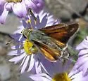 Western Branded Skipper - Hodges#4020.2 - photo 3