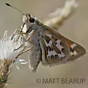 Western Branded Skipper - Hodges#4020.2 - photo 4