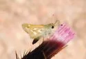 Western Branded Skipper - Hodges#4020.2 - photo 5