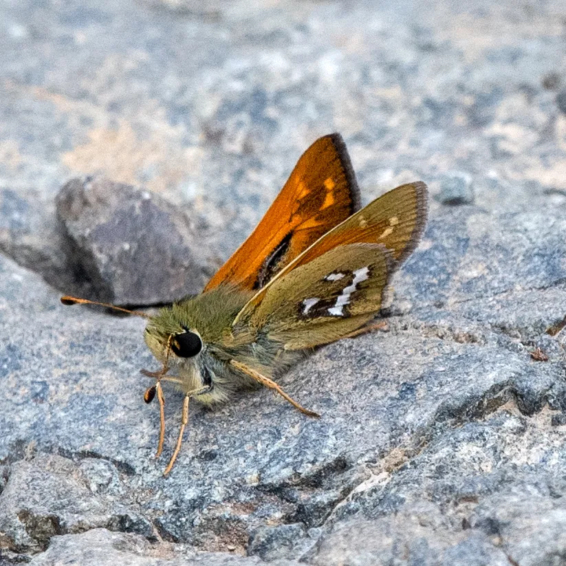 Columbian Skipper - Hodges#4026 - photo 2