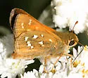 Common Branded Skipper - Hodges#4020