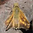Common Branded Skipper - Hodges#4020 - photo 2