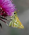 Common Branded Skipper - Hodges#4020 - photo 3