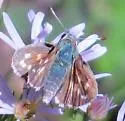 Common Branded Skipper - Hodges#4020 - photo 4