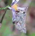 Common Branded Skipper - Hodges#4020 - photo 5