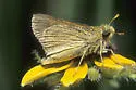 Dakota Skipper - Hodges#4031