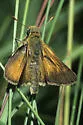 Dakota Skipper - Hodges#4031 - photo 2