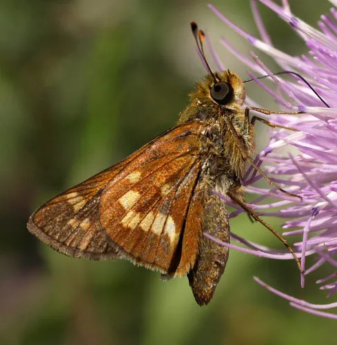 Leonard's Skipper - Hodges#4023