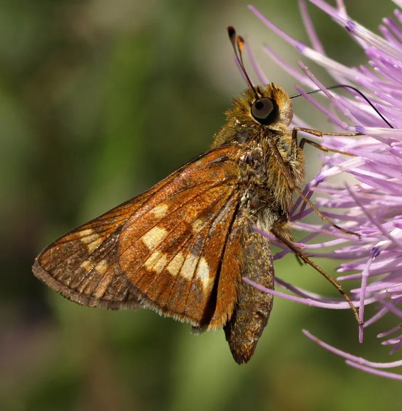 Leonard's Skipper - Hodges#4023 - photo 2