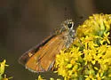 Meske's Skipper - Hodges#4030 - photo 2