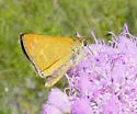 Meske's Skipper - Hodges#4030 - photo 3