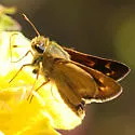 Meske's Skipper - Hodges#4030 - photo 4