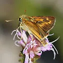 Meske's Skipper - Hodges#4030 - photo 5