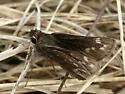 Cobweb Skipper - Hodges#4027 - Hesperia metea