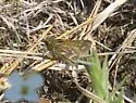 Cobweb Skipper - Hodges#4027 - photo 2