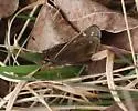 Cobweb Skipper - Hodges#4027 - photo 3