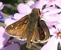 Cobweb Skipper - Hodges#4027 - photo 4