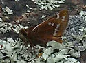 Cobweb Skipper - Hodges#4027 - photo 5
