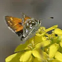 Nevada Skipper - Hodges#4035