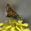 Nevada Skipper - Hodges#4035 - photo 2