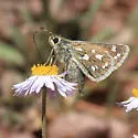 Nevada Skipper - Hodges#4035 - photo 3