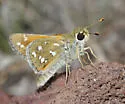Nevada Skipper - Hodges#4035 - photo 4