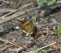 Nevada Skipper - Hodges#4035 - photo 5