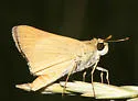 Ottoe Skipper - Hodges#4022 - Hesperia ottoe