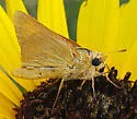 Ottoe Skipper - Hodges#4022 - photo 2