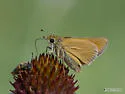 Ottoe Skipper - Hodges#4022 - photo 3
