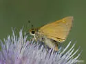Ottoe Skipper - Hodges#4022 - photo 4
