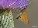 Ottoe Skipper - Hodges#4022 - photo 5
