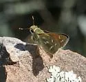 Pahaska Skipper - Hodges#4025